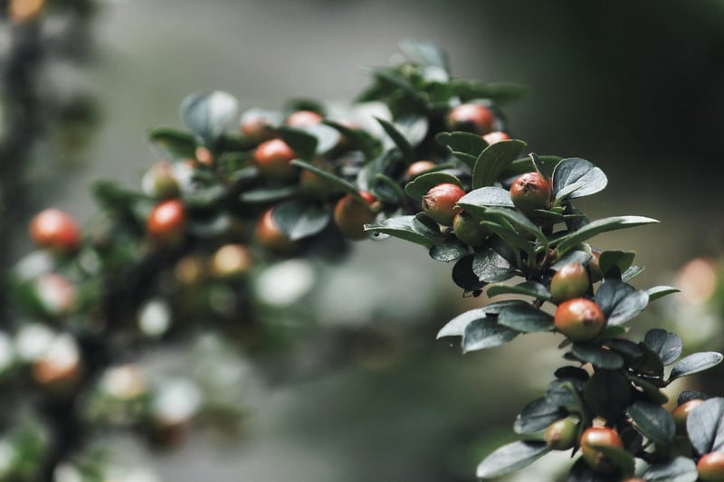 Enchanted Shrubs