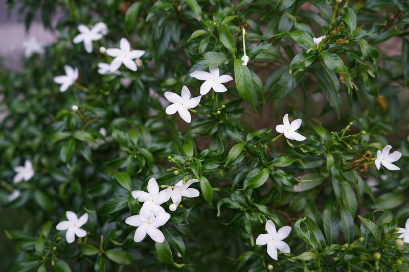 Magic Gardenias