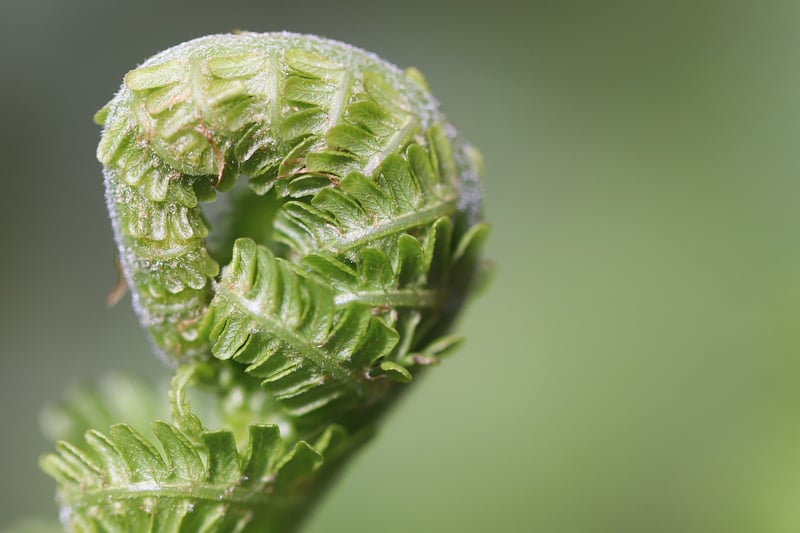 Sorcerous Ferns