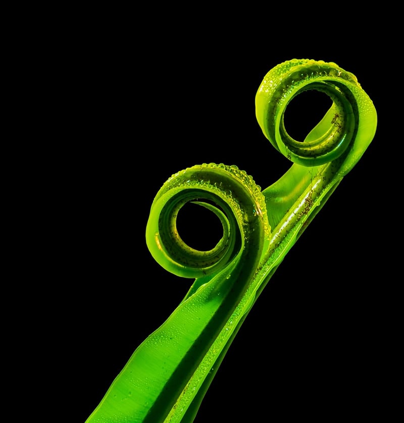 Glowfern