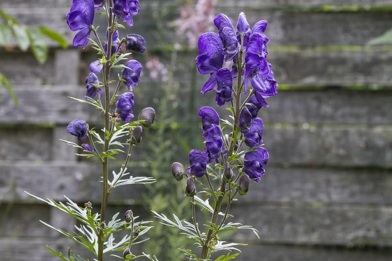 Wolfsbane